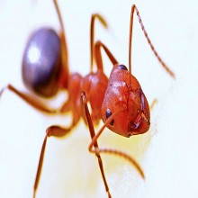 Deadly fire ants spreading across Australia
